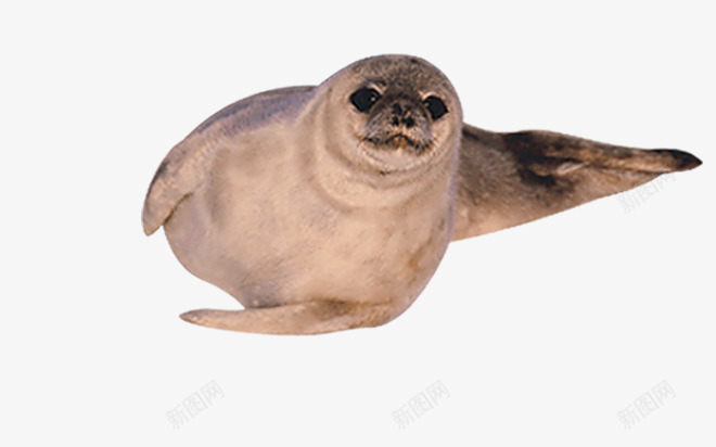 调皮海豹png免抠素材_新图网 https://ixintu.com 动物 活物 海豹 生物