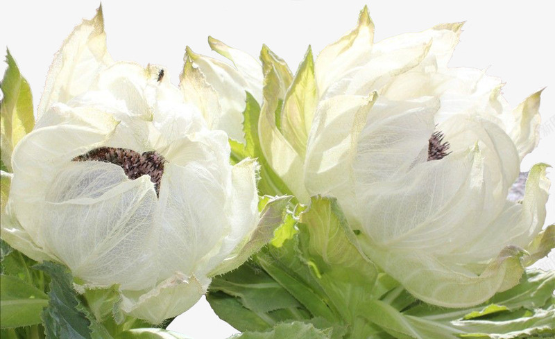 天山雪莲花png免抠素材_新图网 https://ixintu.com 产品实物 天山雪莲 花朵 莲花湖泊背景图片 野生雪莲 雪莲 雪莲花 鲜花