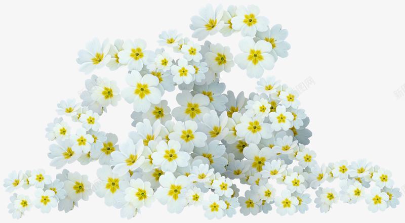 白色小碎花png免抠素材_新图网 https://ixintu.com 小碎花 小花 插图 背景图 装饰图 黄色花蕊
