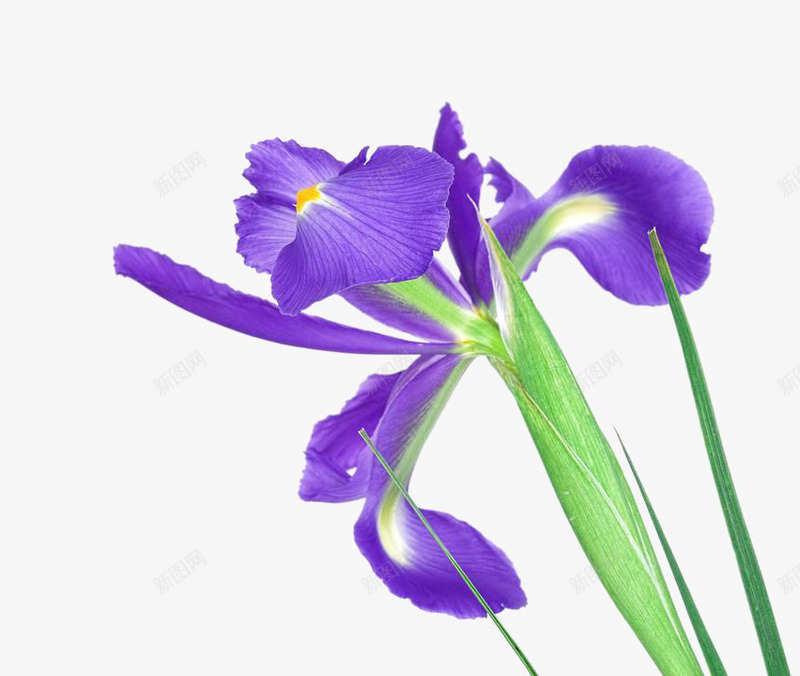 小清新手绘鸢尾草系列png免抠素材_新图网 https://ixintu.com 免抠植物 小清新 手绘 淡雅 紫色系 鸢尾草