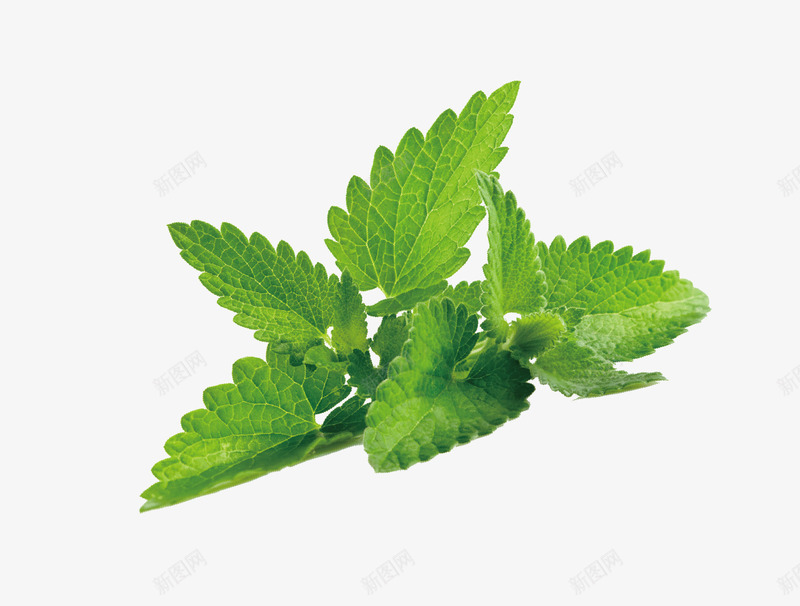 绿色薄荷叶png免抠素材_新图网 https://ixintu.com 叶子 绿色 薄荷叶 食物 香料