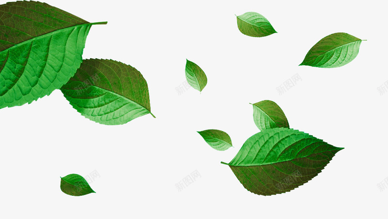 绿色清新树叶漂浮png免抠素材_新图网 https://ixintu.com 免抠PNG 树叶 清新 漂浮素材 绿色