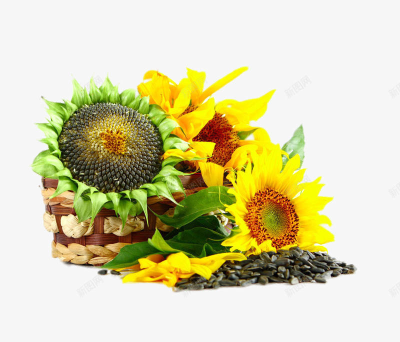 葵花png免抠素材_新图网 https://ixintu.com png图片素材 免费png元素 向日葵 瓜子 篮子 葵花 高清免费png素材
