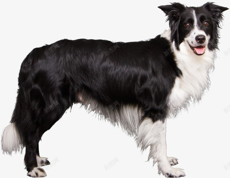 边境牧羊犬侧面站立特写png免抠素材_新图网 https://ixintu.com 动物 可爱 宠物 牧羊犬 萌宠 边境牧羊犬 边牧