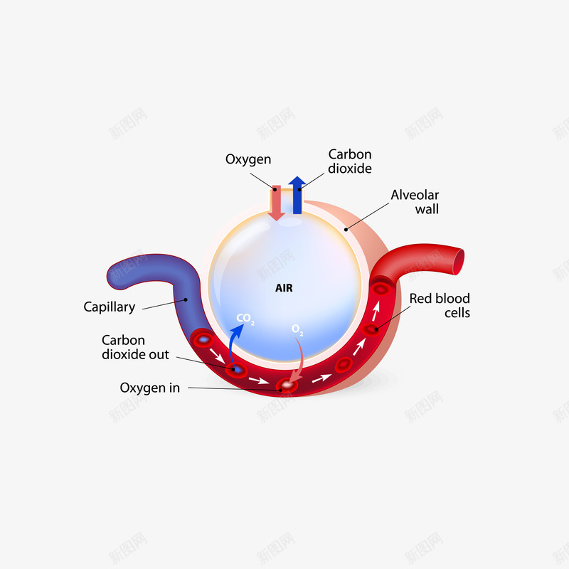 卡通精致人体血管png免抠素材_新图网 https://ixintu.com 人体血管 医学 医疗 卡通 精致 血管 血管矢量图