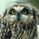 猫头鹰美国鱼类和野生动物服务png免抠素材_新图网 https://ixintu.com owl 猫头鹰