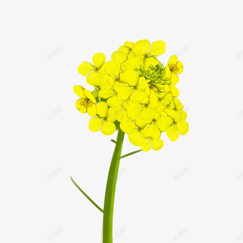 黄橙橙的油菜花png免抠素材_新图网 https://ixintu.com 插画 植物 油菜花 黄色的花朵