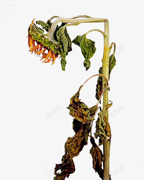 一株凋谢的向日葵花png免抠素材_新图网 https://ixintu.com 一株花 凋谢的 凋谢的花 向日葵花 太阳花 干枯 干枯的 枯萎 植物 葵花