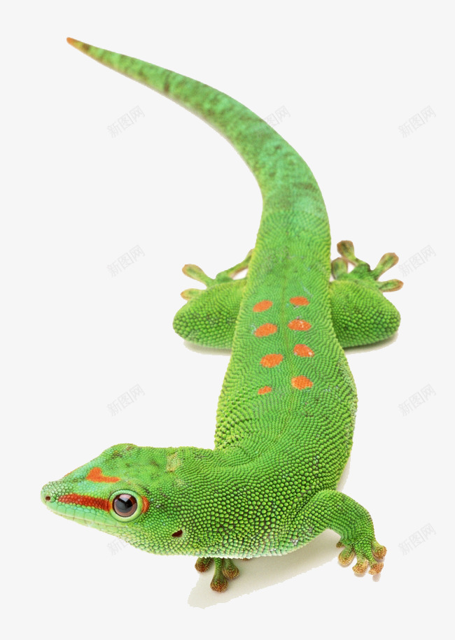 绿色变色龙动物png免抠素材_新图网 https://ixintu.com 动物 爬行动物 生物 绿色变色龙