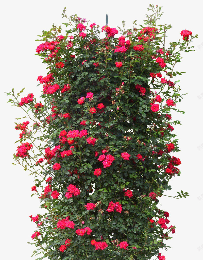 花树png免抠素材_新图网 https://ixintu.com 盆花 花架 花树 装饰