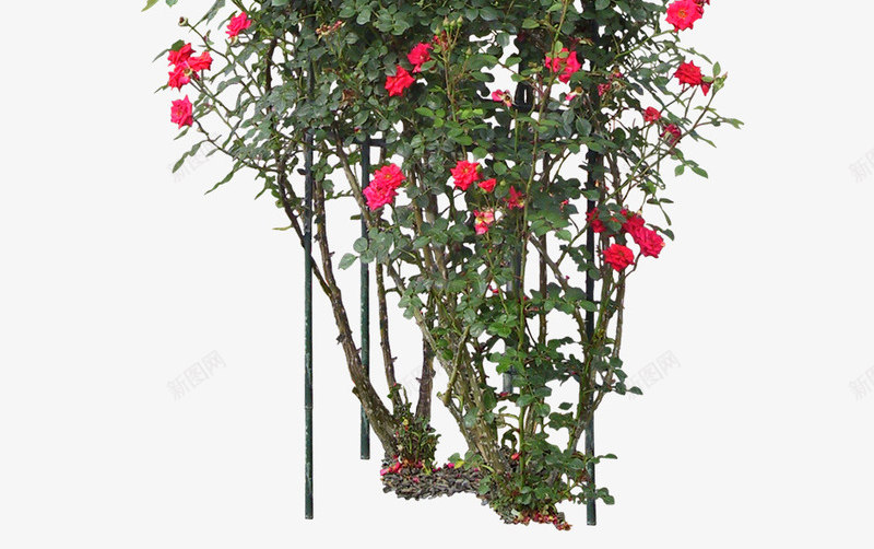 花树png免抠素材_新图网 https://ixintu.com 盆花 花架 花树 装饰