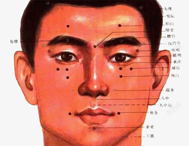 男士面部穴位图png免抠素材_新图网 https://ixintu.com 中医 人体穴位 养生 男士 穴位图 脸部穴位 面部
