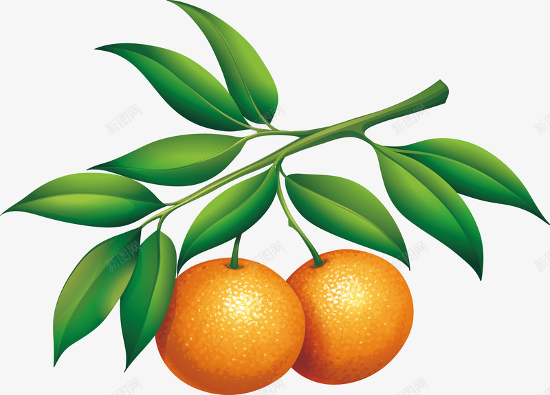 砂糖橘树枝png免抠素材_新图网 https://ixintu.com 矢量素材 砂糖橘 蜜桔 金桔