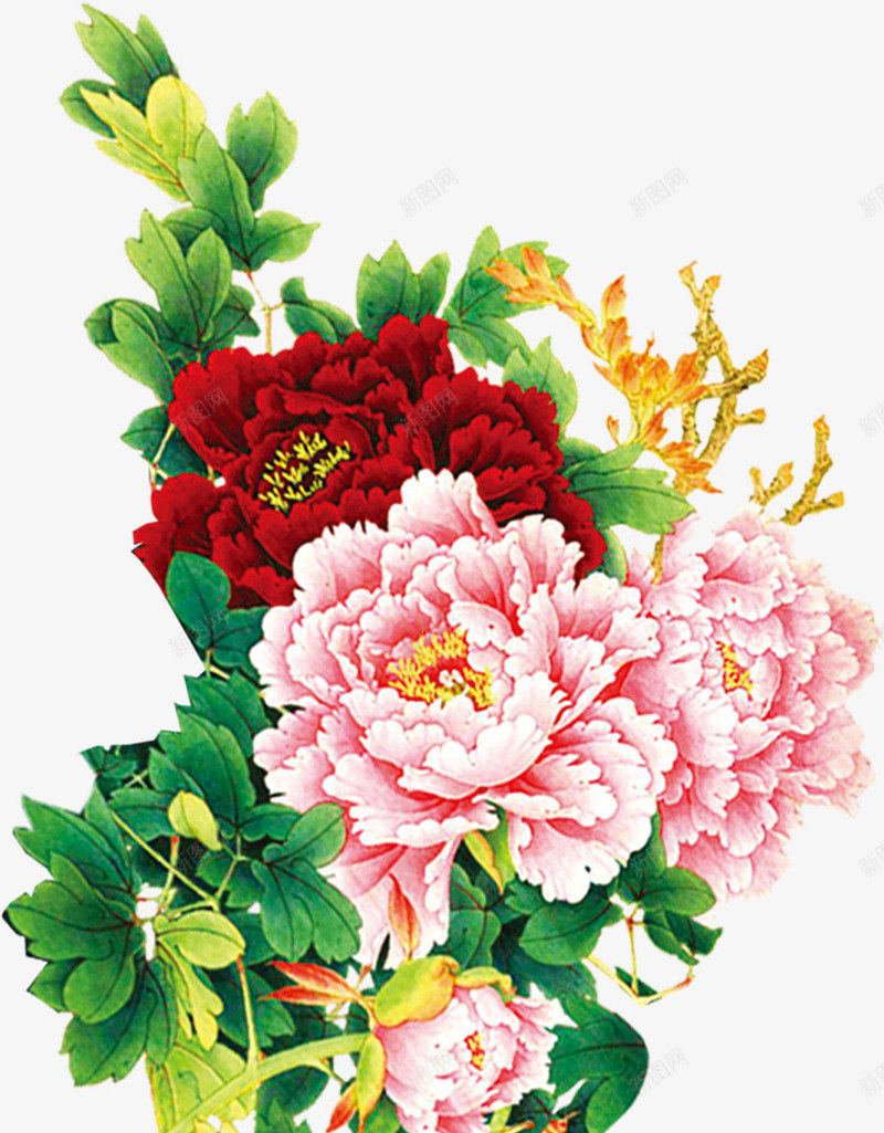 手绘富贵花插画png免抠素材_新图网 https://ixintu.com 富贵 插画 素材 花插图