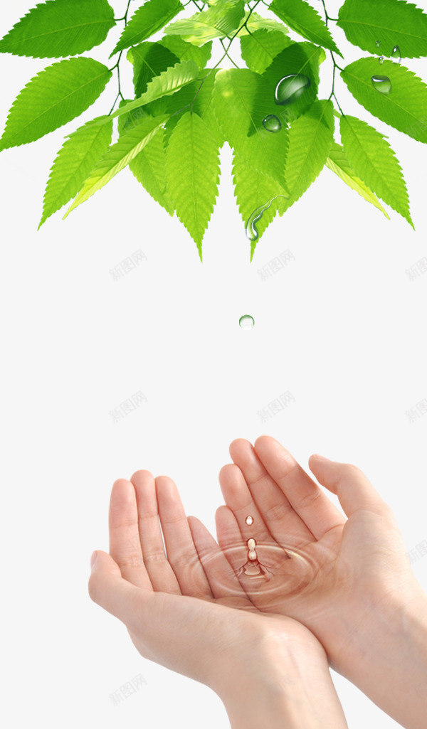 双手绿叶水滴psd免抠素材_新图网 https://ixintu.com 亲近自然 双手 双手奉上 掌心向上 水滴 省水 绿叶 节约用水