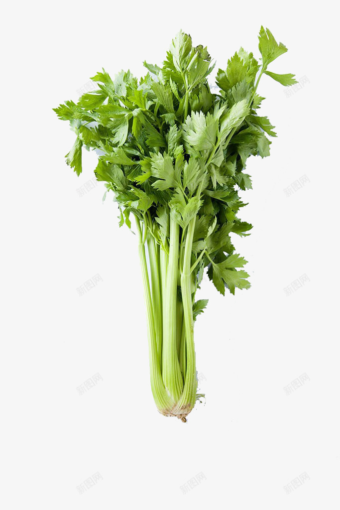 好一朵美丽的大芹菜png免抠素材_新图网 https://ixintu.com 健康 大芹菜 绿色 营养 食材