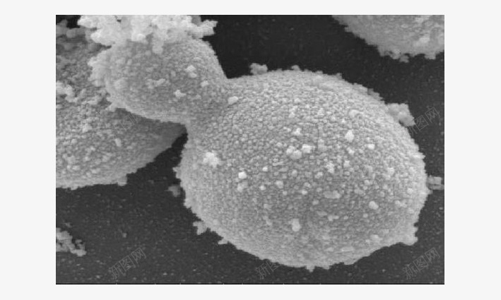 酵母菌png免抠素材_新图网 https://ixintu.com 微生物 显微镜下实物 酵母菌