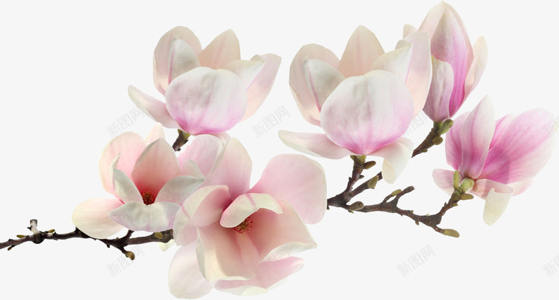 春天白粉色淡雅花朵png免抠素材_新图网 https://ixintu.com 春天 淡雅 粉色 花朵