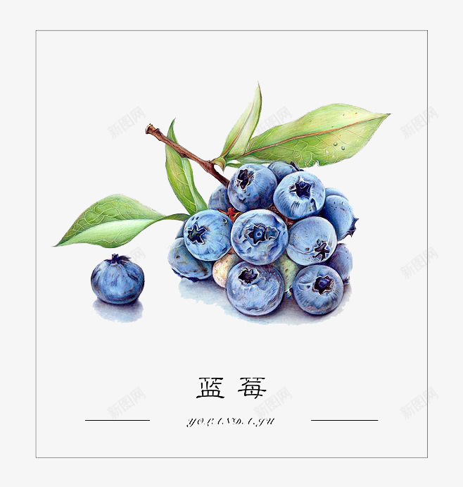 水彩蓝莓png免抠素材_新图网 https://ixintu.com 卡通 手绘 水彩 水果 绿叶 蓝色 蓝莓 装饰