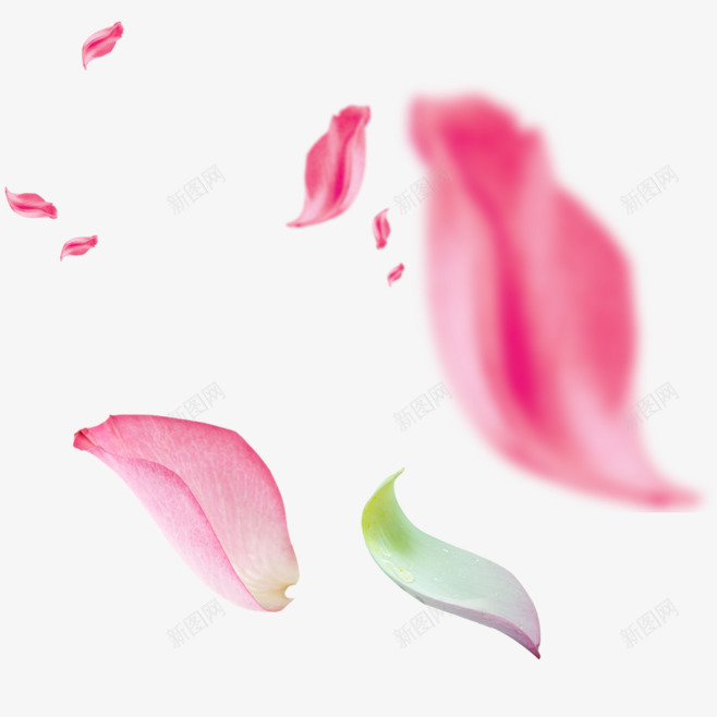 透明玫瑰花瓣png免抠素材_新图网 https://ixintu.com png素材 免扣 新图网 玫瑰花瓣 透明