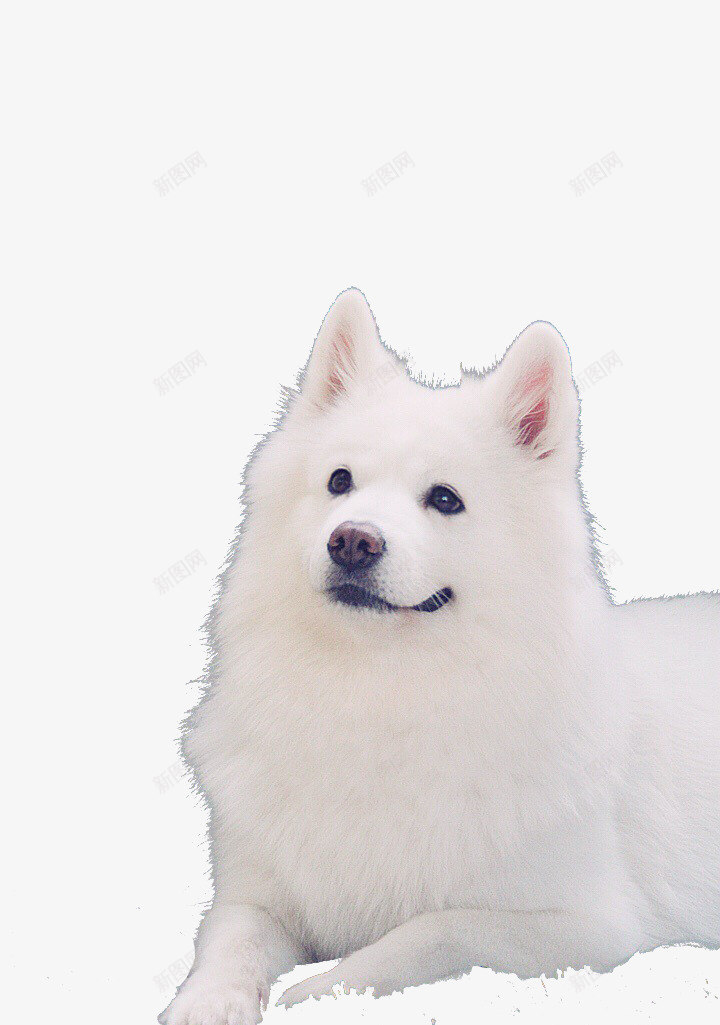 凝望你的狗狗png免抠素材_新图网 https://ixintu.com 宠物 爱心 狗狗 萨摩耶