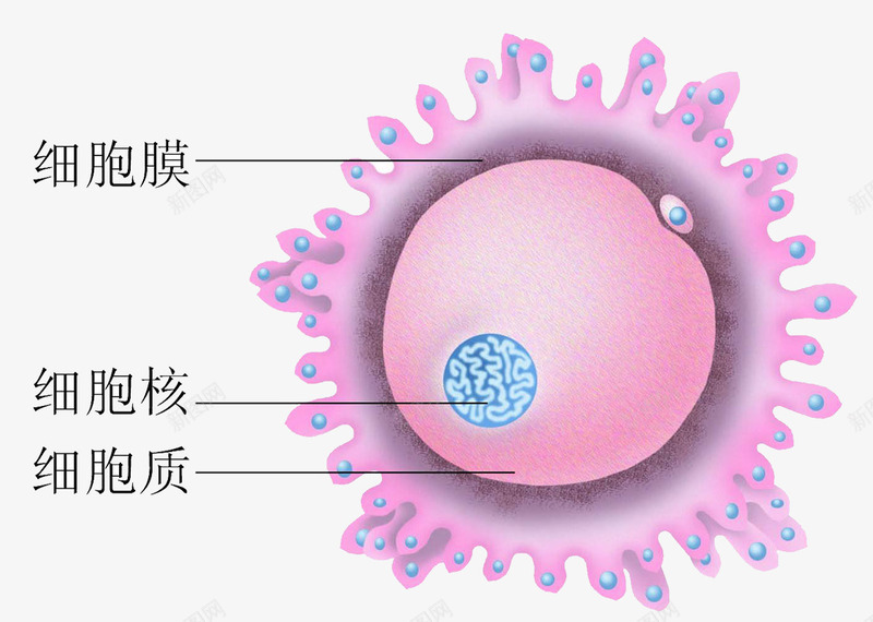 可爱粉色医学细胞结构图png免抠素材_新图网 https://ixintu.com 健康 医学 医学细胞 生物 研究 科研 细胞