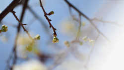 春天樱花摄影背景元素之十五素材