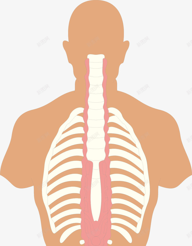 骨骼透视图png免抠素材_新图网 https://ixintu.com 人体器官 人体轮廓图 医疗健康 医疗卡通 医疗器材 医疗器械 医疗科技 医疗科研 骨骼透视图