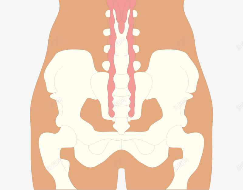骨骼透视图png免抠素材_新图网 https://ixintu.com 人体器官 人体轮廓图 医疗健康 医疗卡通 医疗器材 医疗器械 医疗科技 医疗科研 骨骼透视图