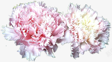 粉色淡雅康乃馨花朵母亲节png免抠素材_新图网 https://ixintu.com 康乃馨 母亲节 淡雅 粉色 花朵
