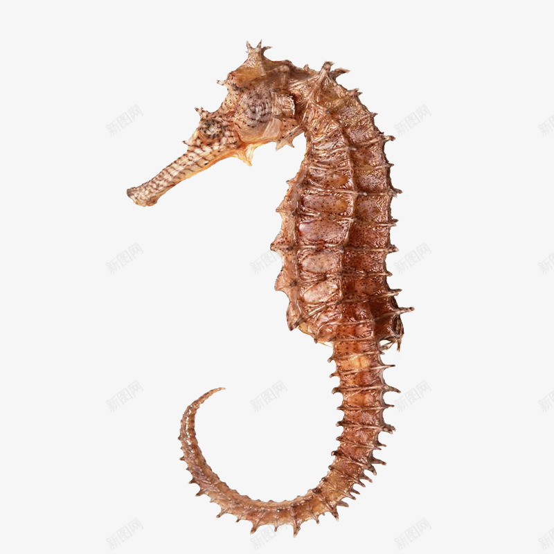 金色海马png免抠素材_新图网 https://ixintu.com 动物 水生物 海报 海马