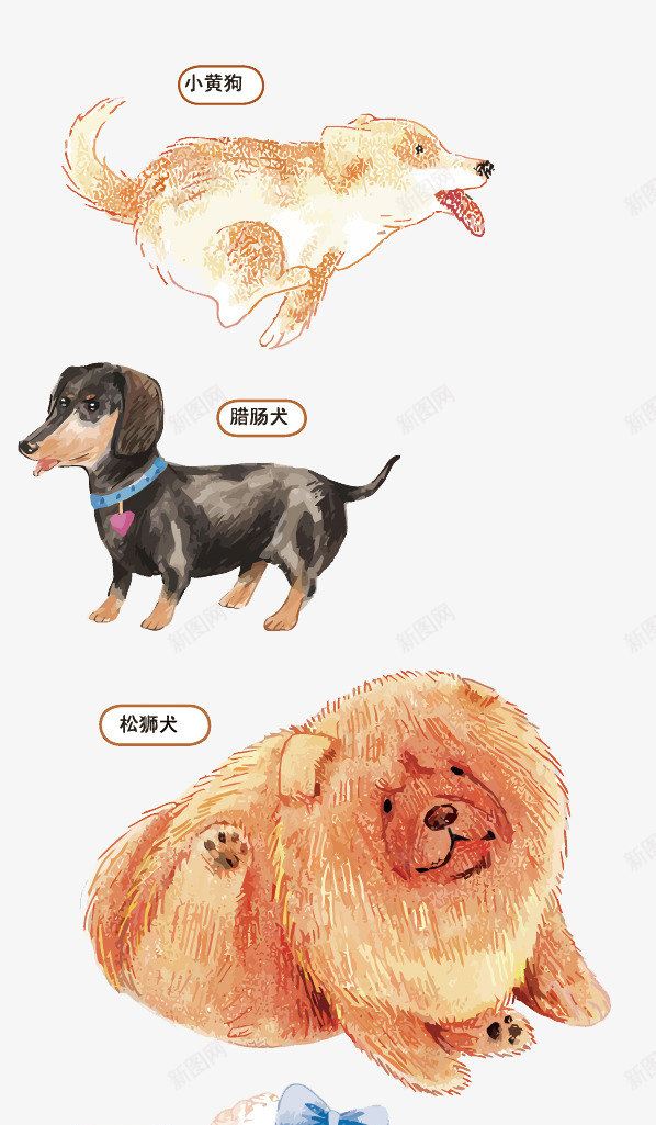 狗狗图鉴png免抠素材_新图网 https://ixintu.com PNG PNG免费下载 PNG图片 图鉴 小黄狗 松狮犬 腊肠犬 贵宾犬