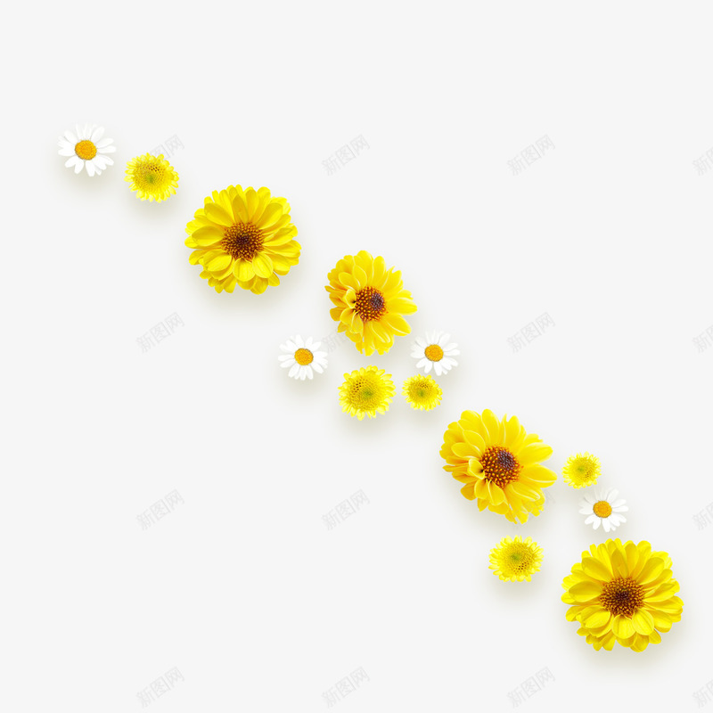 重阳节黄色菊花朵装饰免psd免抠素材_新图网 https://ixintu.com 300像素 PNG透明底 背景 装饰 重阳节 重阳节黄色菊花朵装饰免下载 黄色菊花