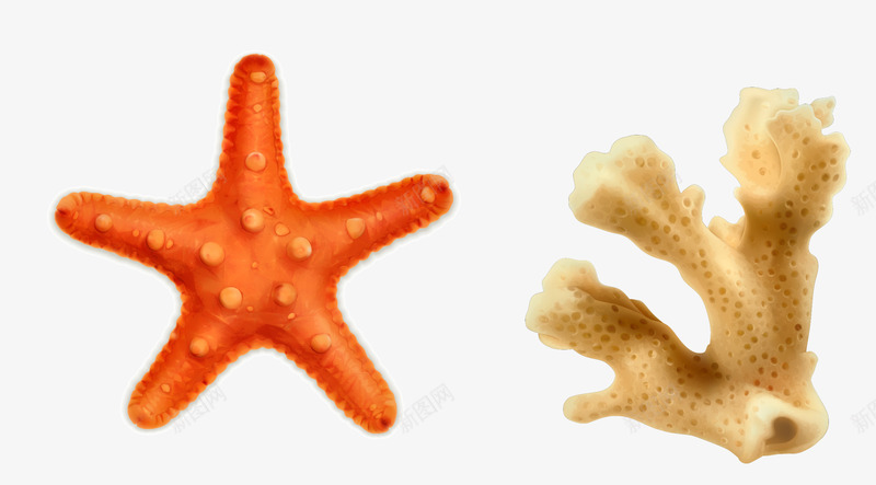 海星珊瑚png免抠素材_新图网 https://ixintu.com 海星 珊瑚 矢量素材 贝壳