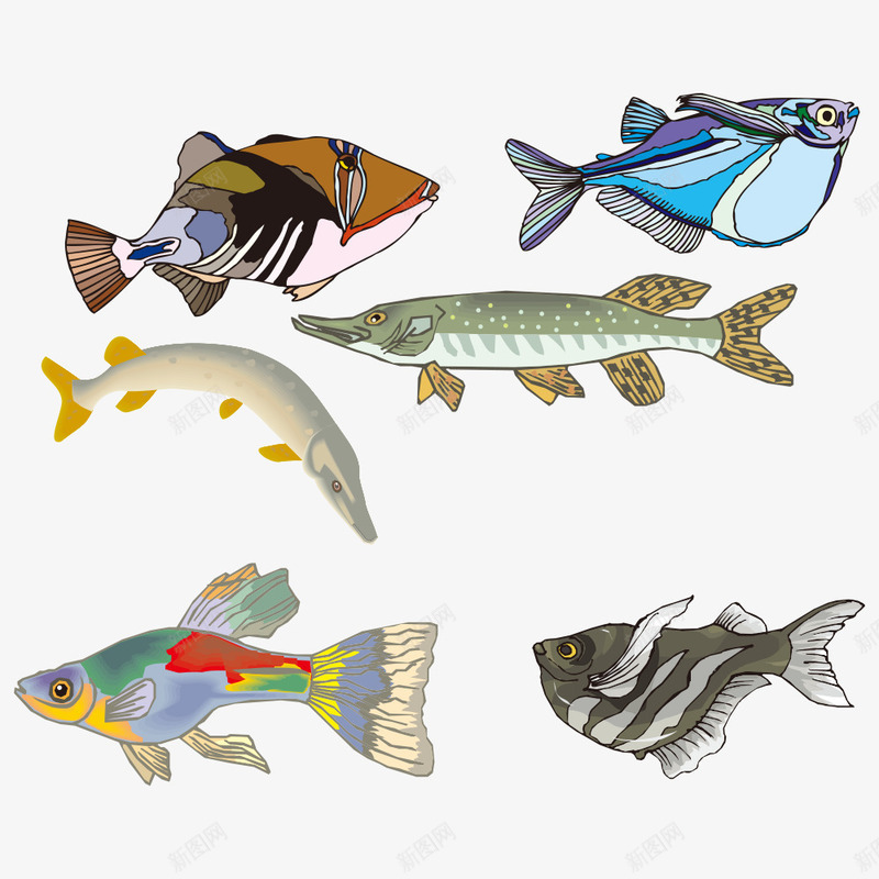 鱼png免抠素材_新图网 https://ixintu.com 卡通鱼 孔雀鱼 小鱼 生物 鱼儿 鱼类