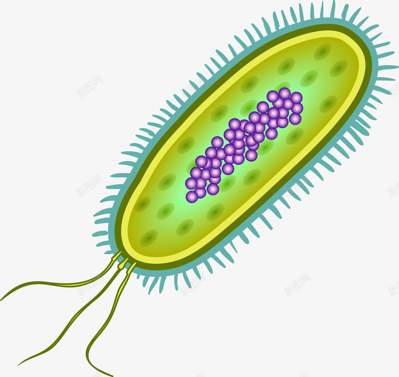 生物研究细胞图png免抠素材_新图网 https://ixintu.com 显微镜 生物医疗 生物学 生物研究 真菌 细胞 细胞高清大图 细菌 细菌结构 蛋白质细胞