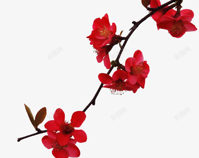 红色木棉花png免抠素材_新图网 https://ixintu.com 一支红色木棉花 木本花卉 木棉花 木棉花树 树枝 红花 花卉 花朵 花枝 鲜花