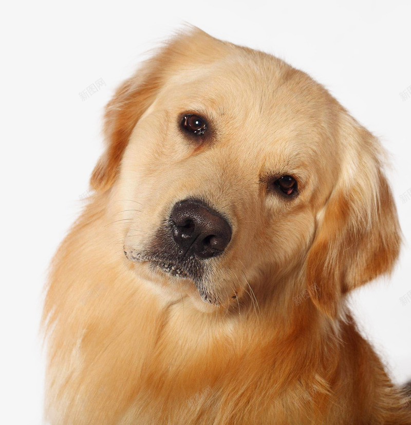 温顺乖巧的金毛狗png免抠素材_新图网 https://ixintu.com 宠物 宠物犬 狗狗 金毛