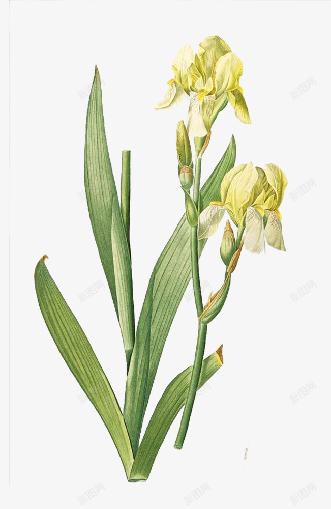 小清新手绘鸢尾草系列png免抠素材_新图网 https://ixintu.com 免抠植物 小清新 手绘 淡雅 紫色系 鸢尾草