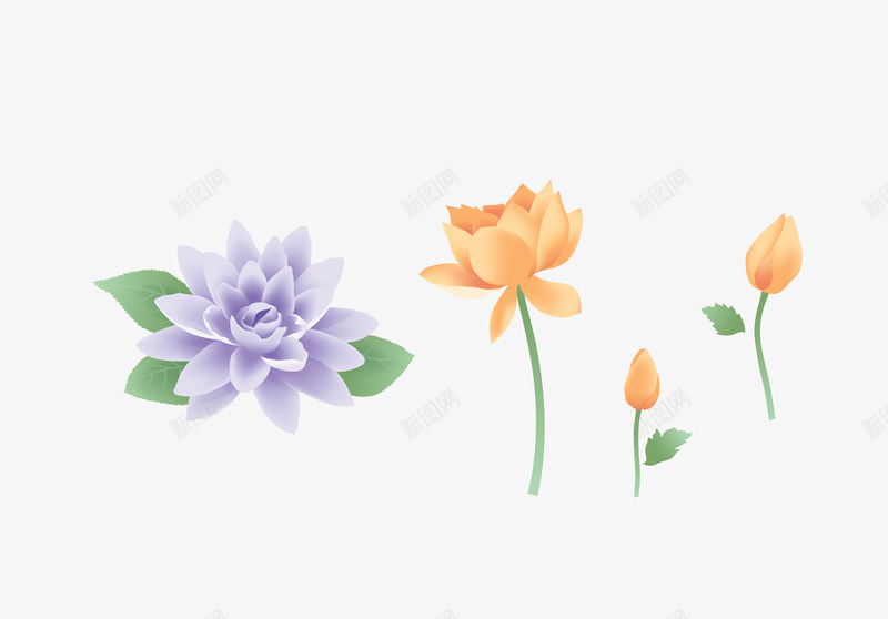 淡雅中国风荷花png免抠素材_新图网 https://ixintu.com 中国风 淡雅 荷花
