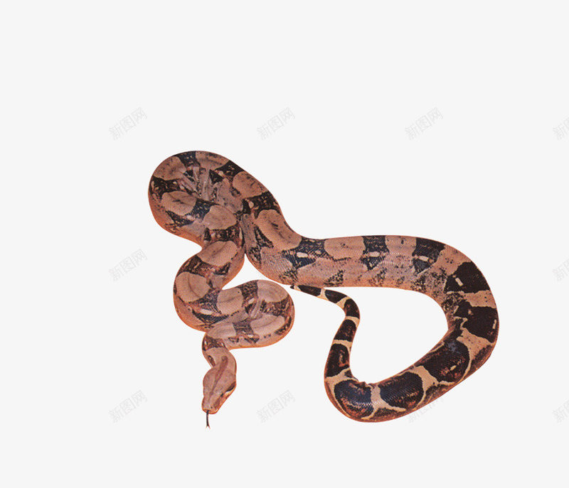 蟒蛇爬行动物png免抠素材_新图网 https://ixintu.com 动物 爬行动物 生物 蛇 蛇动物 蟒蛇 野生动物