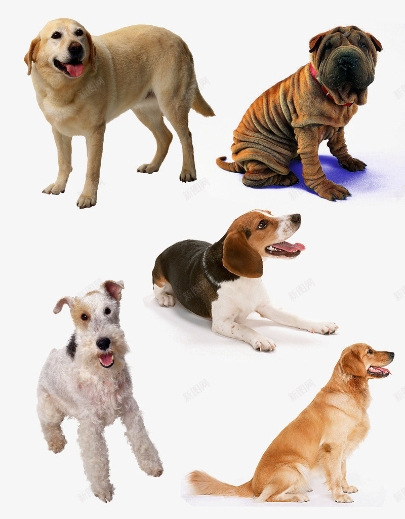 宠物狗png免抠素材_新图网 https://ixintu.com 中华田园犬 宠物 沙皮 金毛