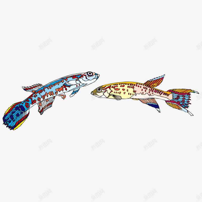 孔雀鱼png免抠素材_新图网 https://ixintu.com 孔雀鱼 小鱼 生物 鱼儿 鱼类