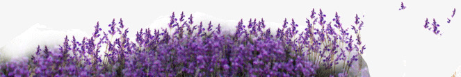 紫色花海png免抠素材_新图网 https://ixintu.com 紫色 花丛 花海 薰衣草