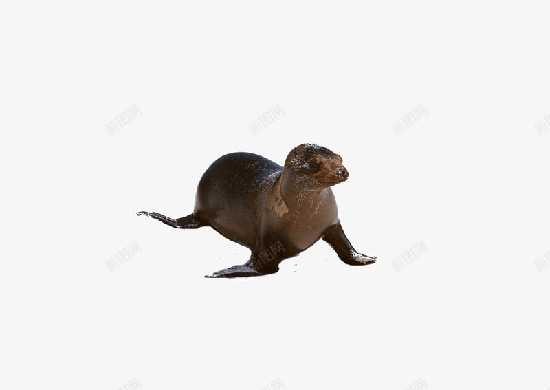 可爱的水獭png免抠素材_新图网 https://ixintu.com 动物野生 水獭 生物 野生动物