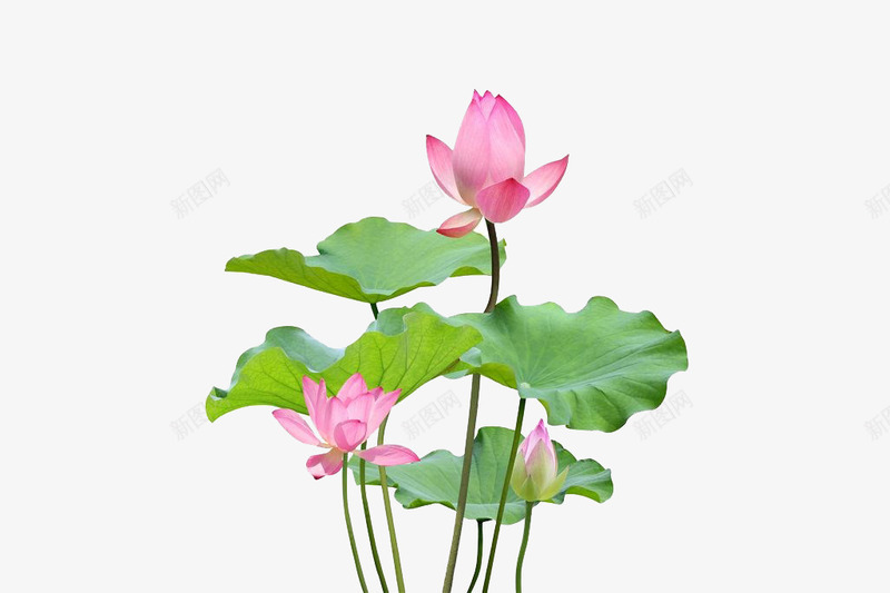 荷叶和荷花png免抠素材_新图网 https://ixintu.com 免抠 夏季 实物 开花 户外 盛开 竹子荷花荷叶满池塘 粉色 花 荷叶 荷花 荷花叶