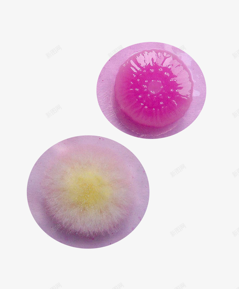 酵母菌png免抠素材_新图网 https://ixintu.com 实物 微生物 酵母菌