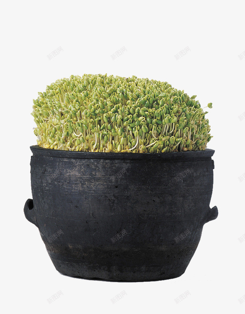 陶罐里的豆芽菜png免抠素材_新图网 https://ixintu.com 健康饮食 烹饪 素菜 美食 蔬菜 豆芽 豆芽菜 陶罐 食材 黄豆芽 黑陶罐