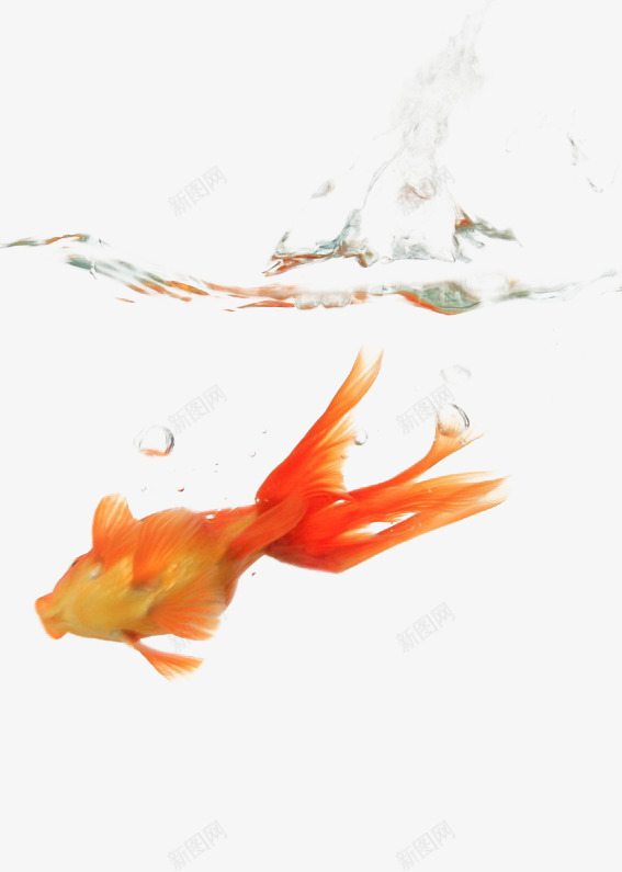 手绘金鱼png免抠素材_新图网 https://ixintu.com 手绘 水产 水泡 水纹 观赏鱼 金鱼 金鱼戏水 鱼 黄色