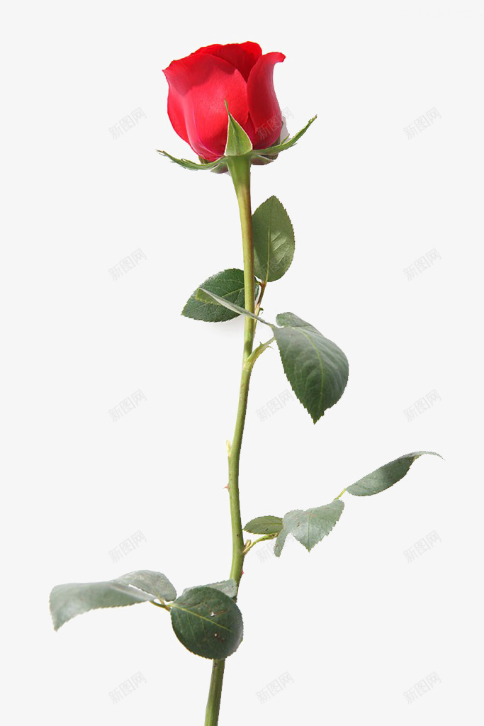 一只玫瑰花png免抠素材_新图网 https://ixintu.com 叶子 红色 花 花朵